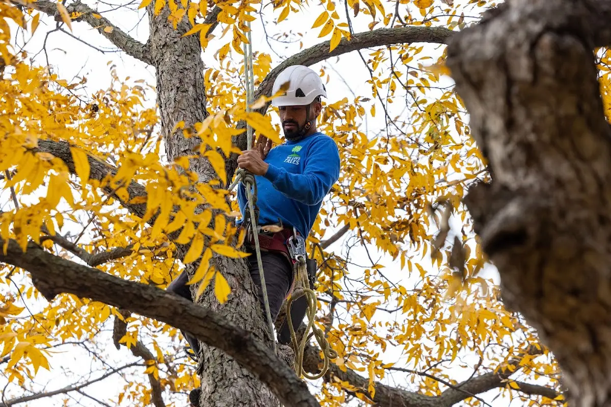 Skilled Tree Pruning crew working in Lidgerwood